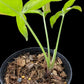 Syngonium Red Spot Tricolor