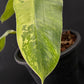 Philodendron Jose Buono