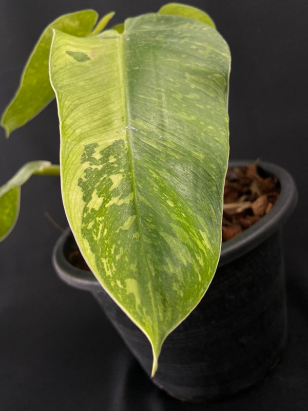 Philodendron Jose Buono