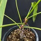 Philodendron heterocraspedon