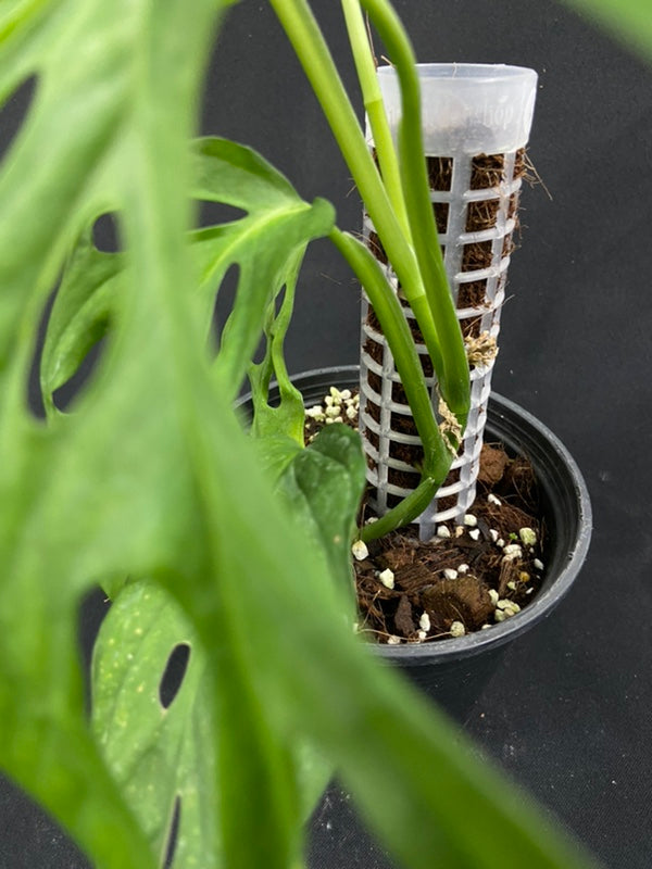 Monstera obliqua los tayos