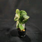 Scindapsus Marble Queen
