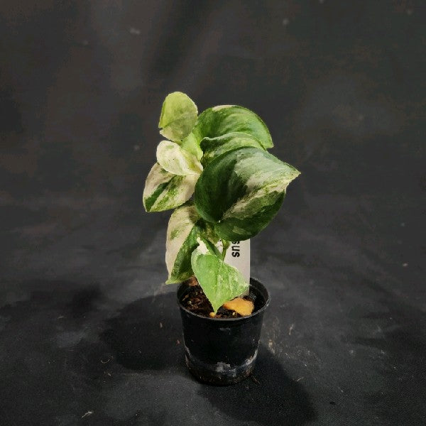 Scindapsus Marble Queen