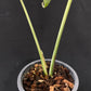 Monstera Thai Constellation