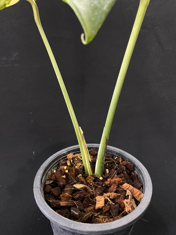 Monstera Thai Constellation