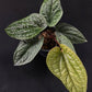 Anthurium luxurians x radicans