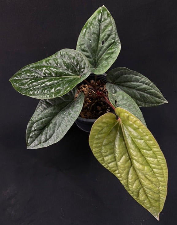 Anthurium luxurians x radicans