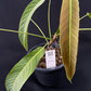 Philodendron heterocraspedon