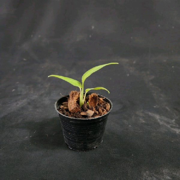 Monstera obliqua sp colombia