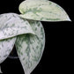 Scindapsus Silver Lady
