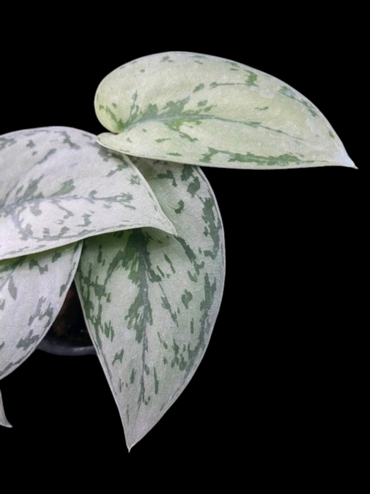 Scindapsus Silver Lady