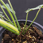 Philodendron joepii