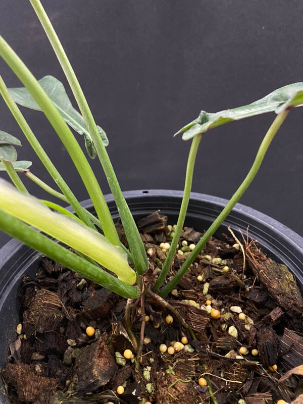 Philodendron joepii