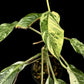 Rhaphidophora megasperma variagated