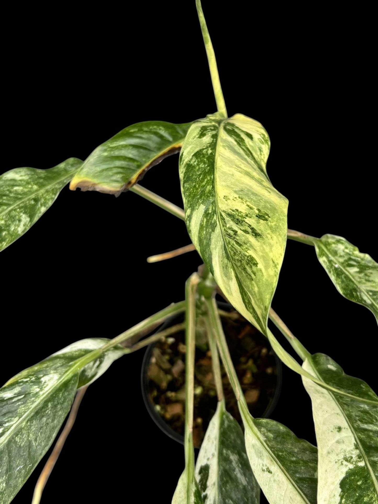Rhaphidophora megasperma variagated