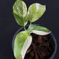 Monstera lechleriana variegated