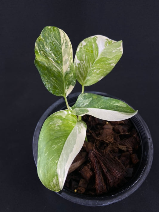 Monstera lechleriana variegated