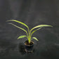Epipremnum amplissimum variegated aurea
