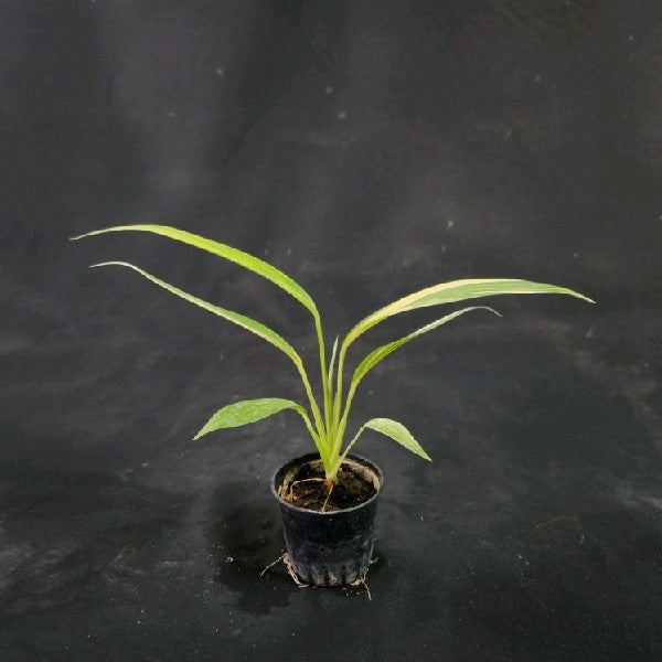 Epipremnum amplissimum variegated aurea