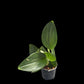 Scindapsus treubii Dark Form