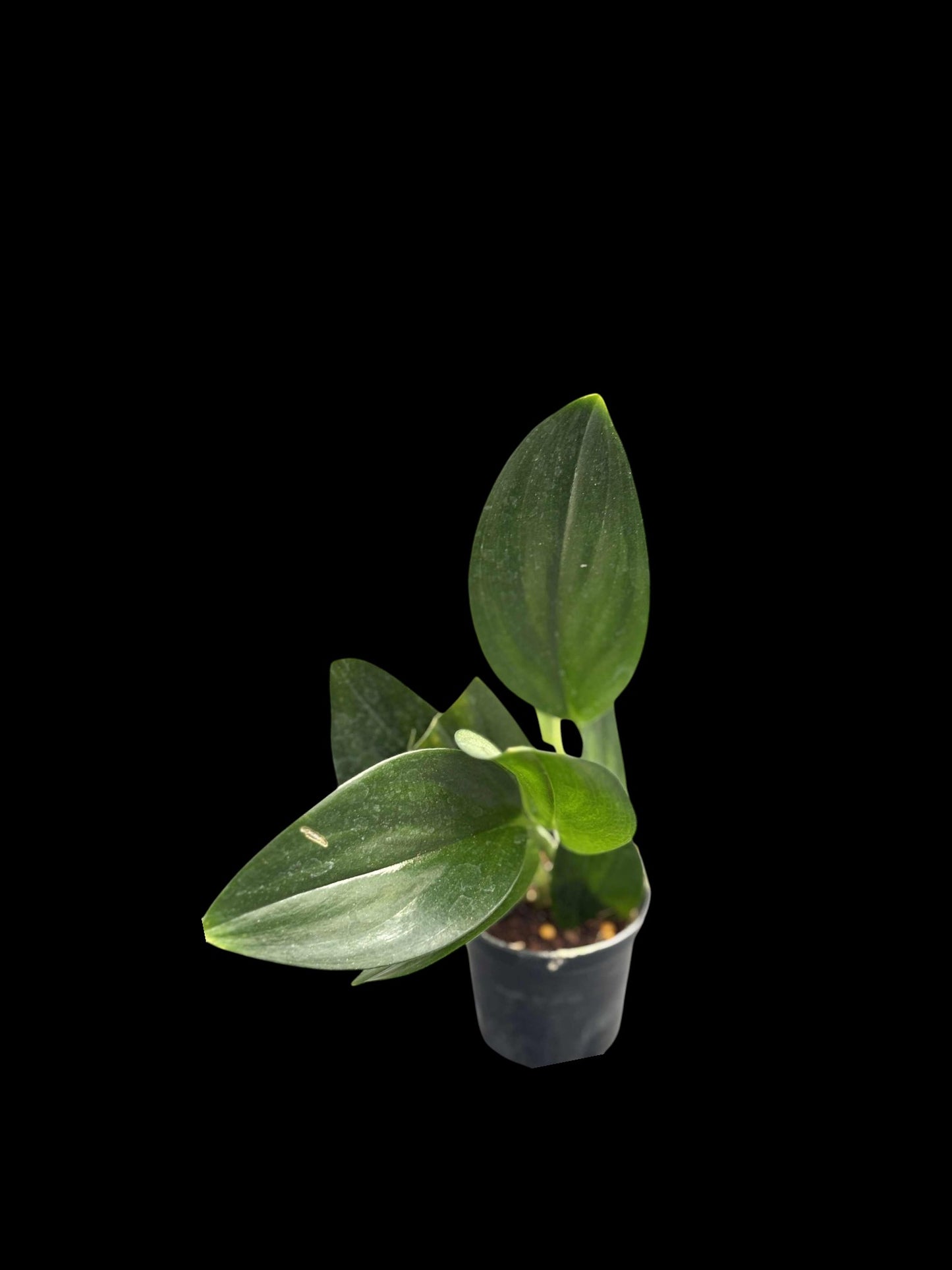 Scindapsus treubii Dark Form