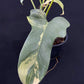 Philodendron bipennifolium variegated