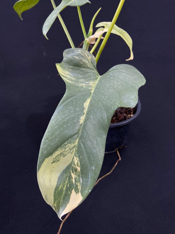 Philodendron bipennifolium variegated