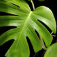 Monstera deliciosa var sierrana Hawaii