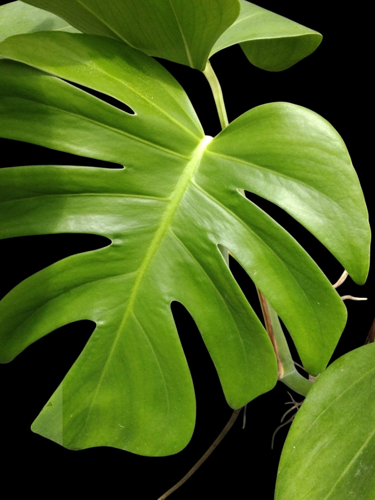 Monstera deliciosa var sierrana Hawaii
