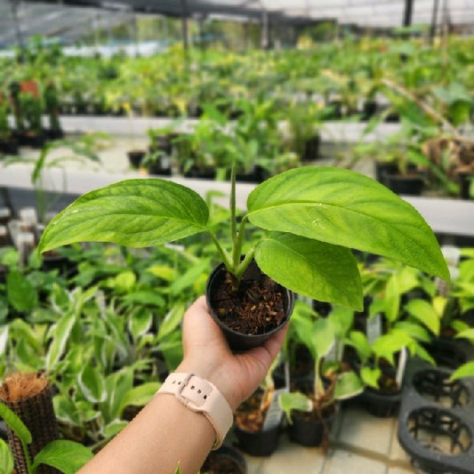 Monstera adansonii Block
