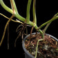 Monstera deliciosa var sierrana Hawaii