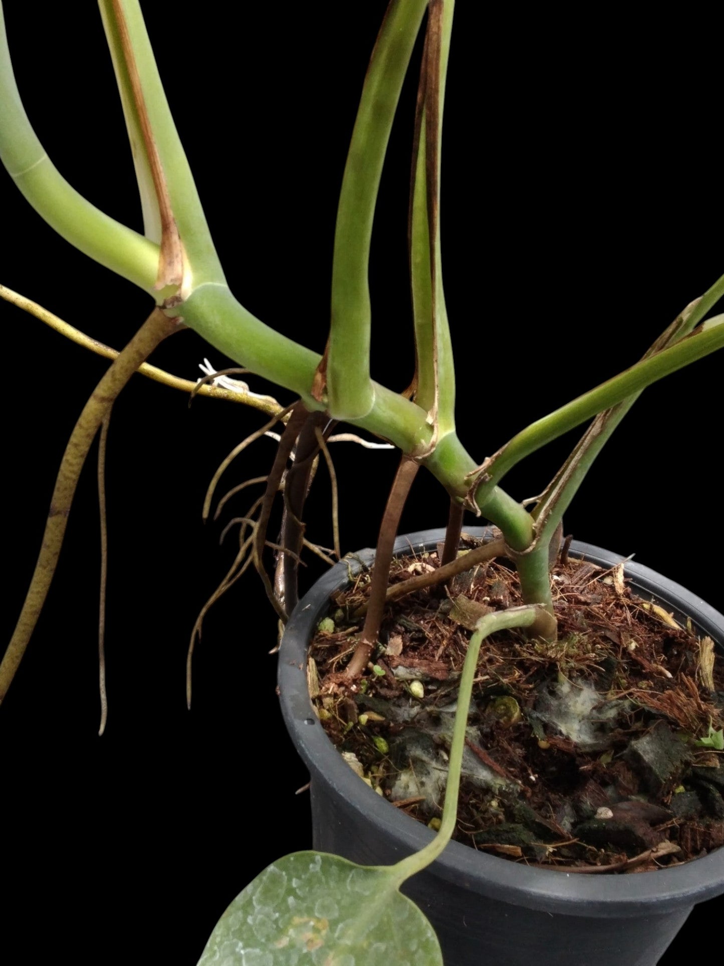 Monstera deliciosa var sierrana Hawaii