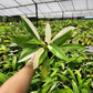 Philodendron Wende-imbe variegated