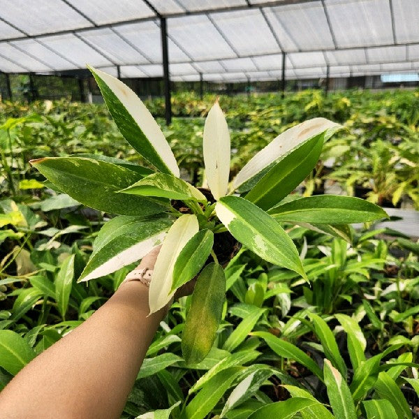 Philodendron Wende-imbe variegated
