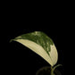Monstera lechleriana variegated