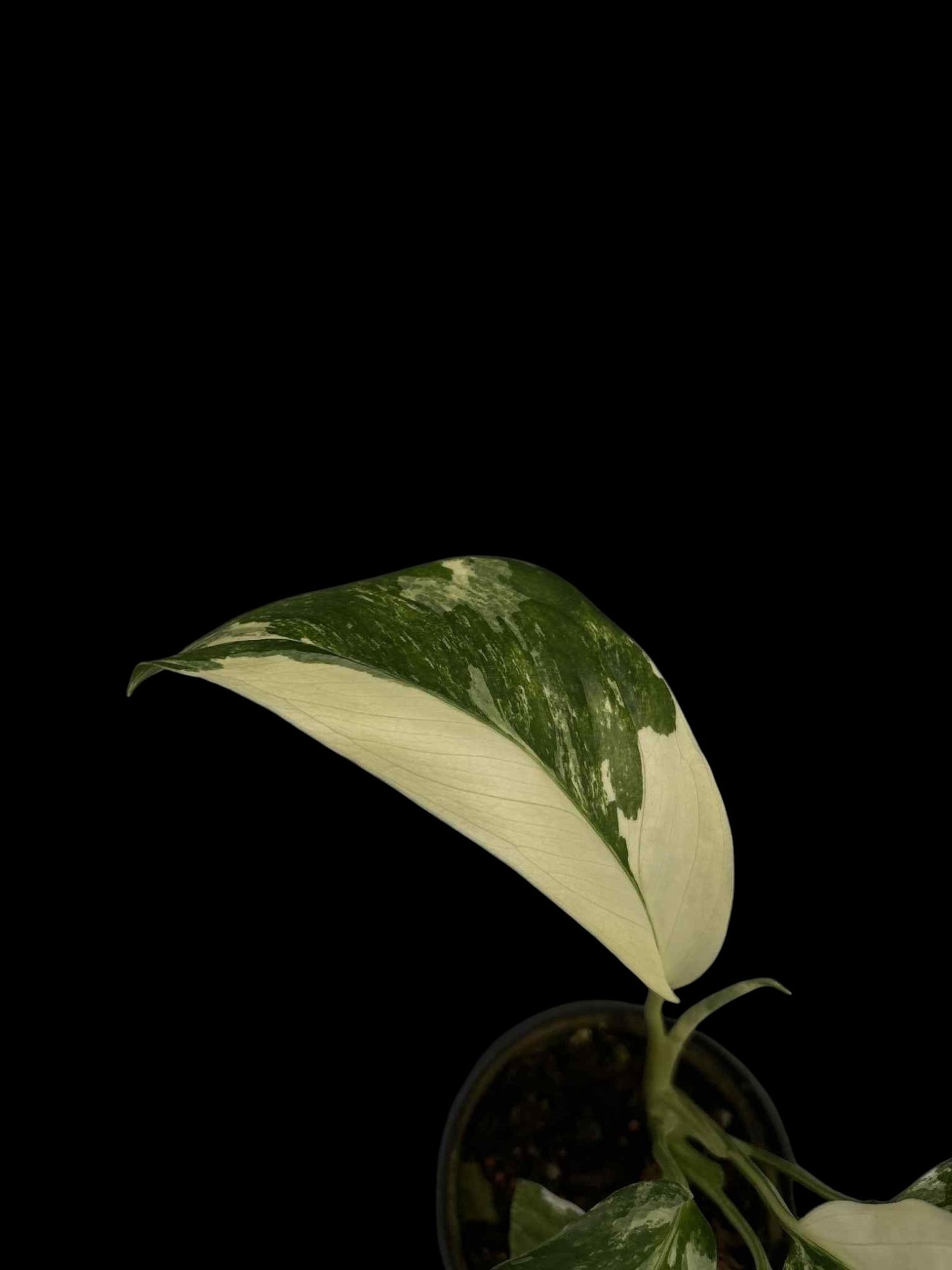 Monstera lechleriana variegated