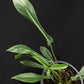Philodendron joepii