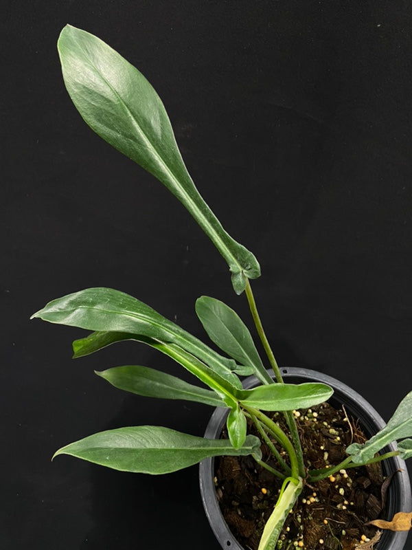 Philodendron joepii