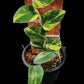 Rhaphidophora hayii aurea