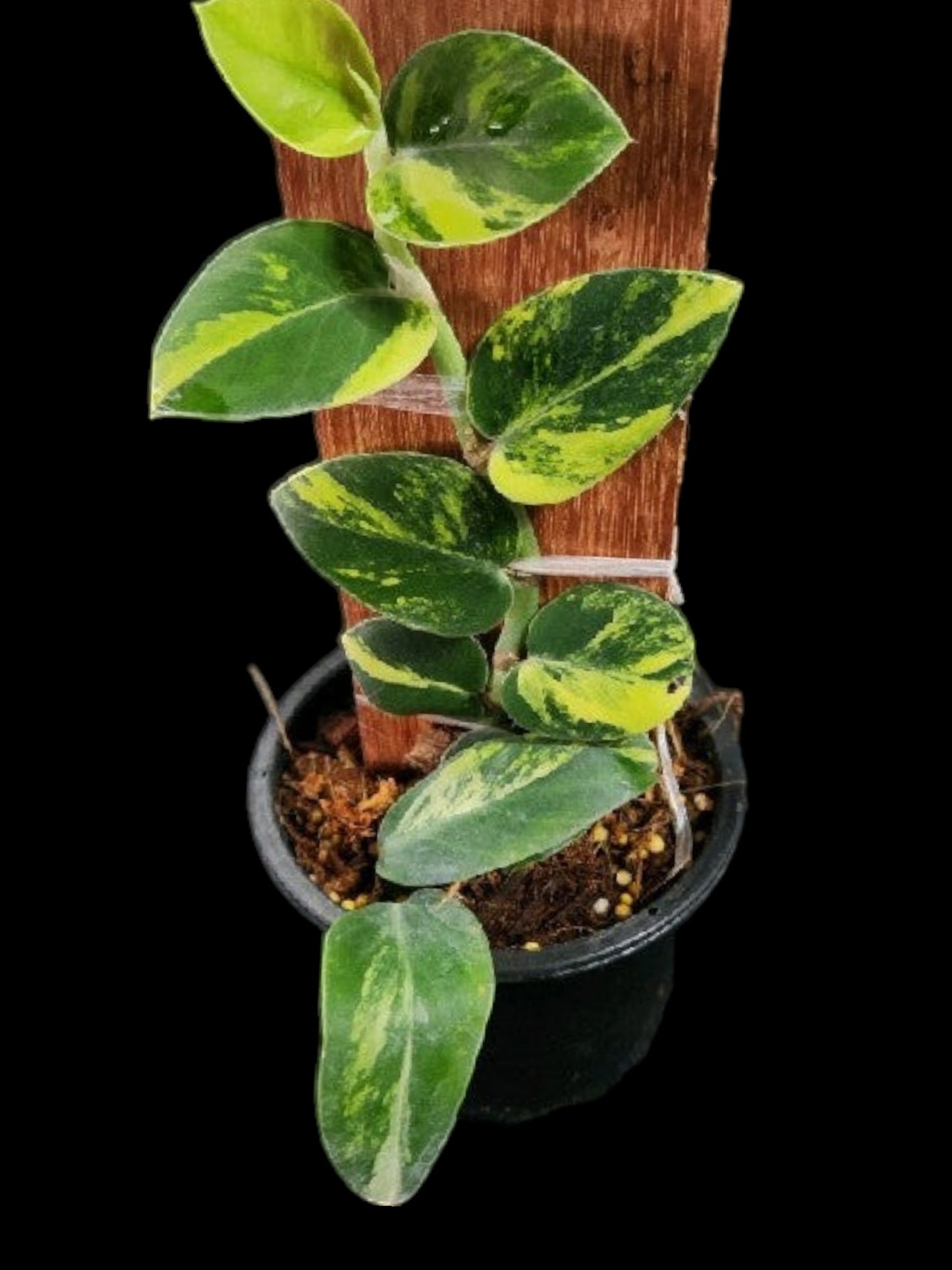 Rhaphidophora hayii aurea
