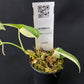 Scindapsus hederaceus variegated