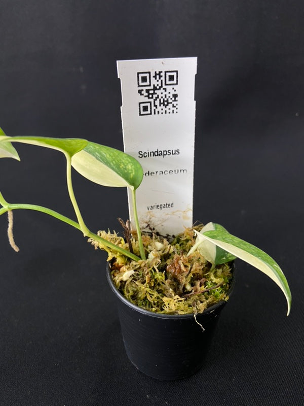 Scindapsus hederaceus variegated