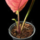 Syngonium Strawberry Ice