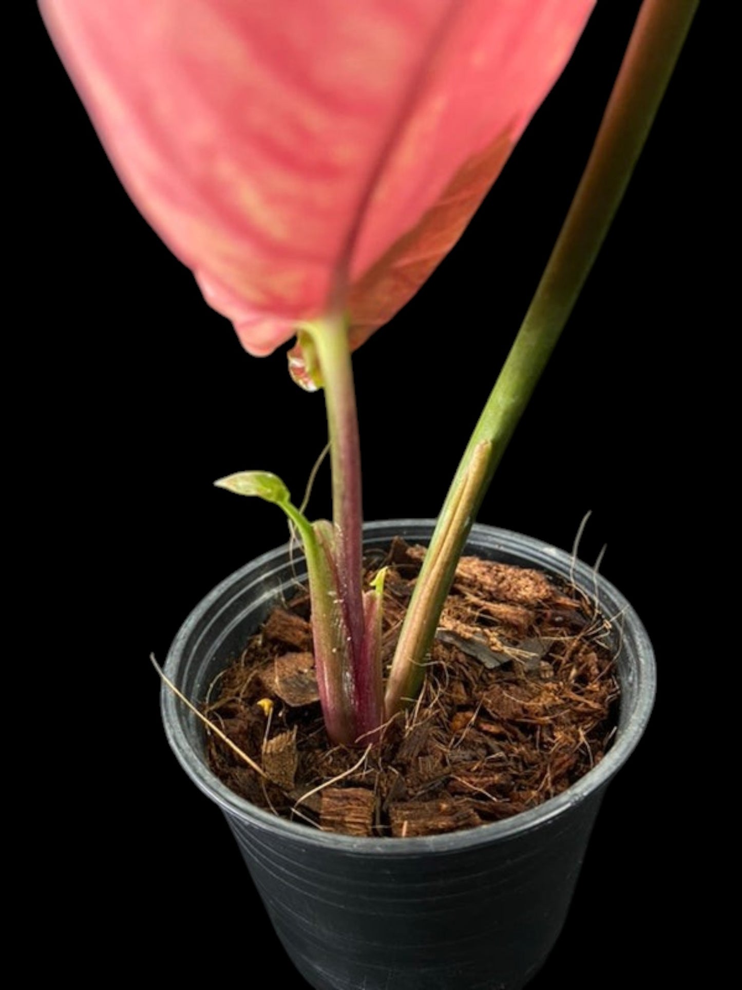 Syngonium Strawberry Ice