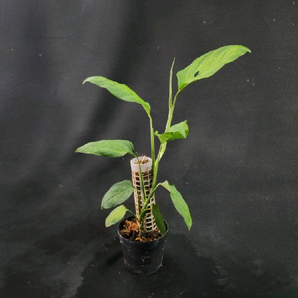 Monstera adansonii turrabaris