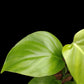 Monstera acuminata (M)