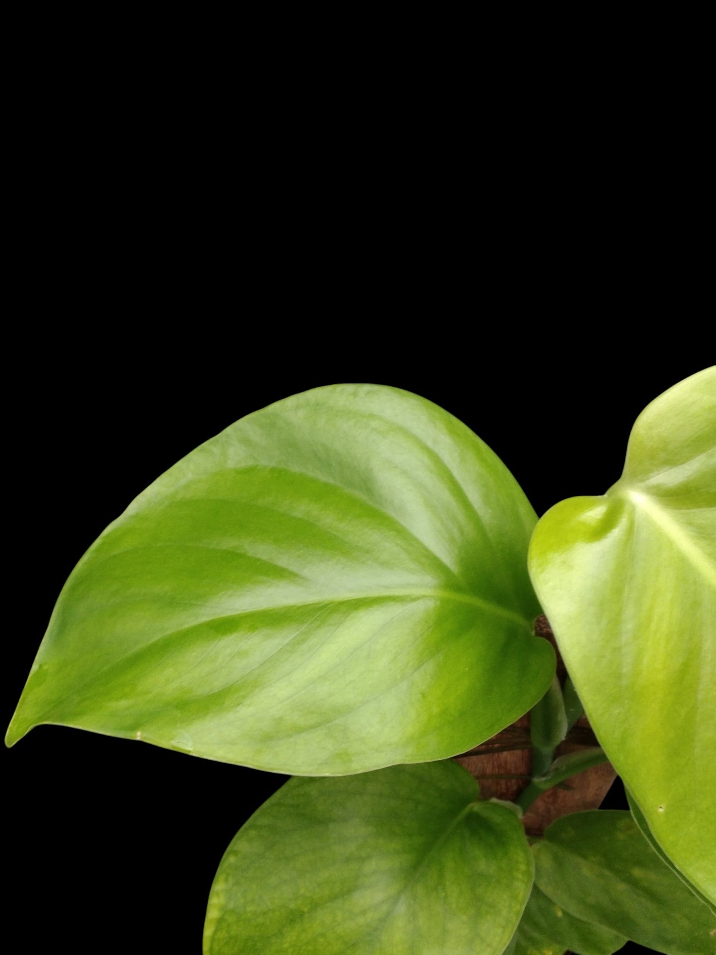 Monstera acuminata (M)