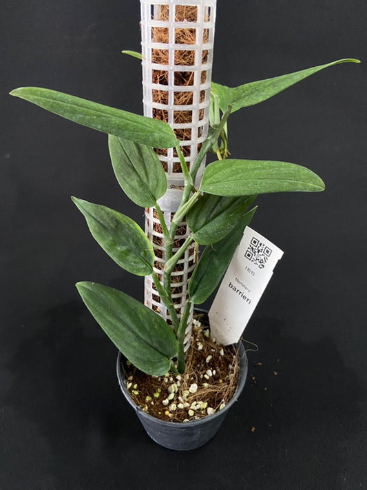 Monstera barrieri