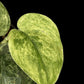 Scindapsus Marble Queen