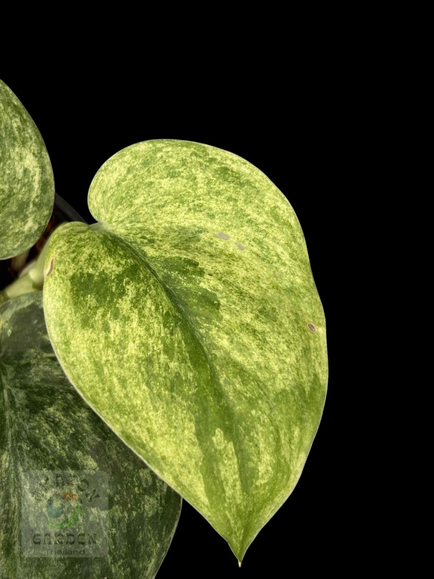 Scindapsus Marble Queen